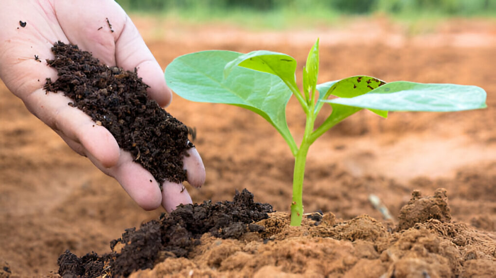 Consejo para un jardín florido todo el año ¡Descúbrelo! 11 Abono orgánico en uso