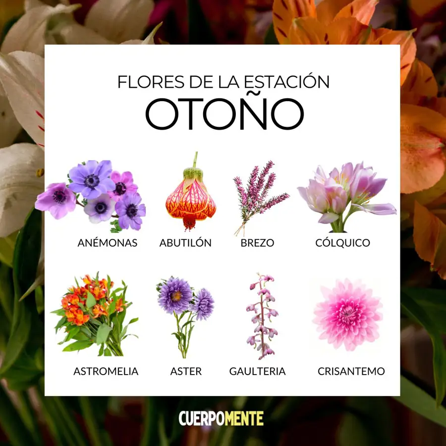 Consejo para un jardín florido todo el año ¡Descúbrelo! 7 flores de otono 4dc8aa48 241217095252 900x900 1
