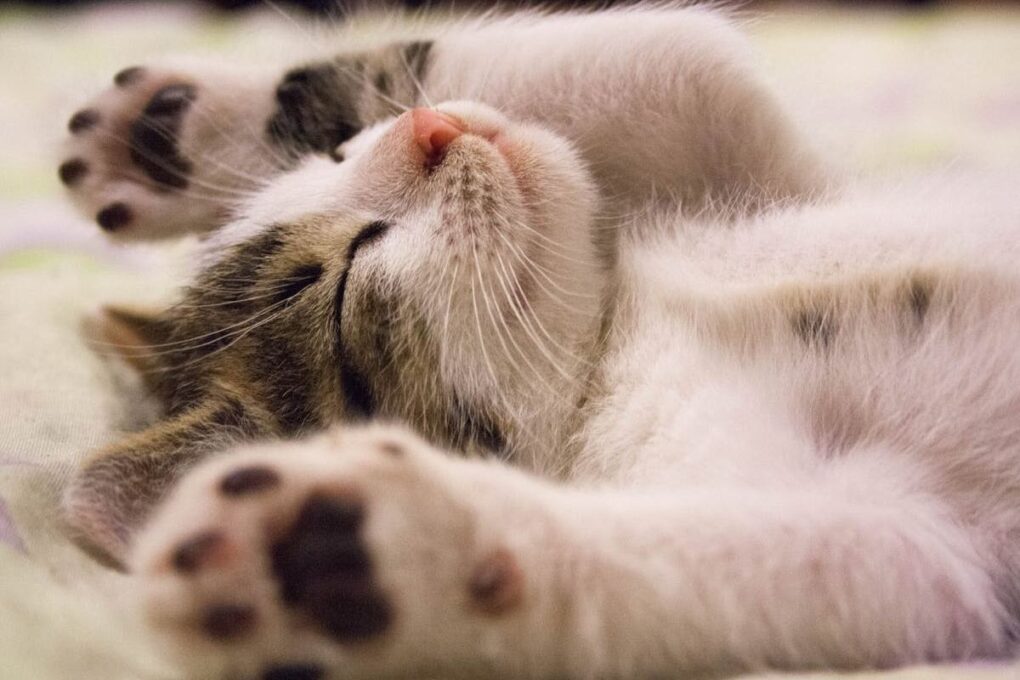 Adopta un gato gruñón y conviértelo en tu compañero feliz: guía completa 18 Gato feliz y saludable