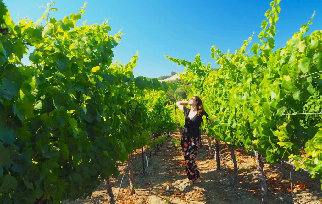 La mejor bodega en Sonoma para degustar vinos exquisitos 6 gloria valles sonoma