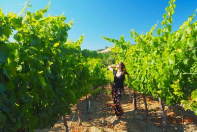 La mejor bodega en Sonoma para degustar vinos exquisitos