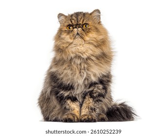 Adopta un gato gruñón y conviértelo en tu compañero feliz: guía completa 19 Gato gruñón feliz y cariñoso