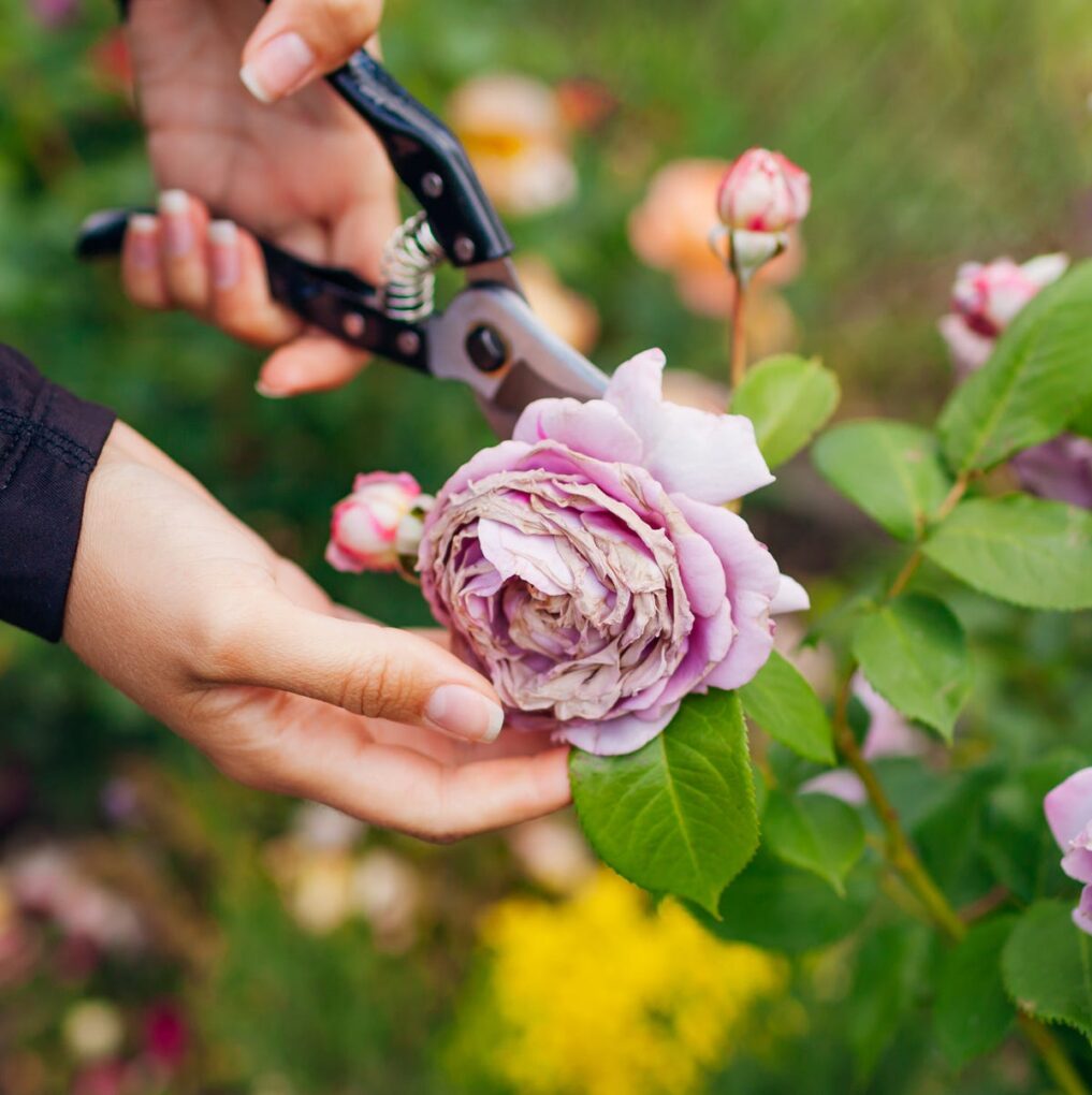 Consejo para un jardín florido todo el año ¡Descúbrelo! 10 Poda de flores en jardín
